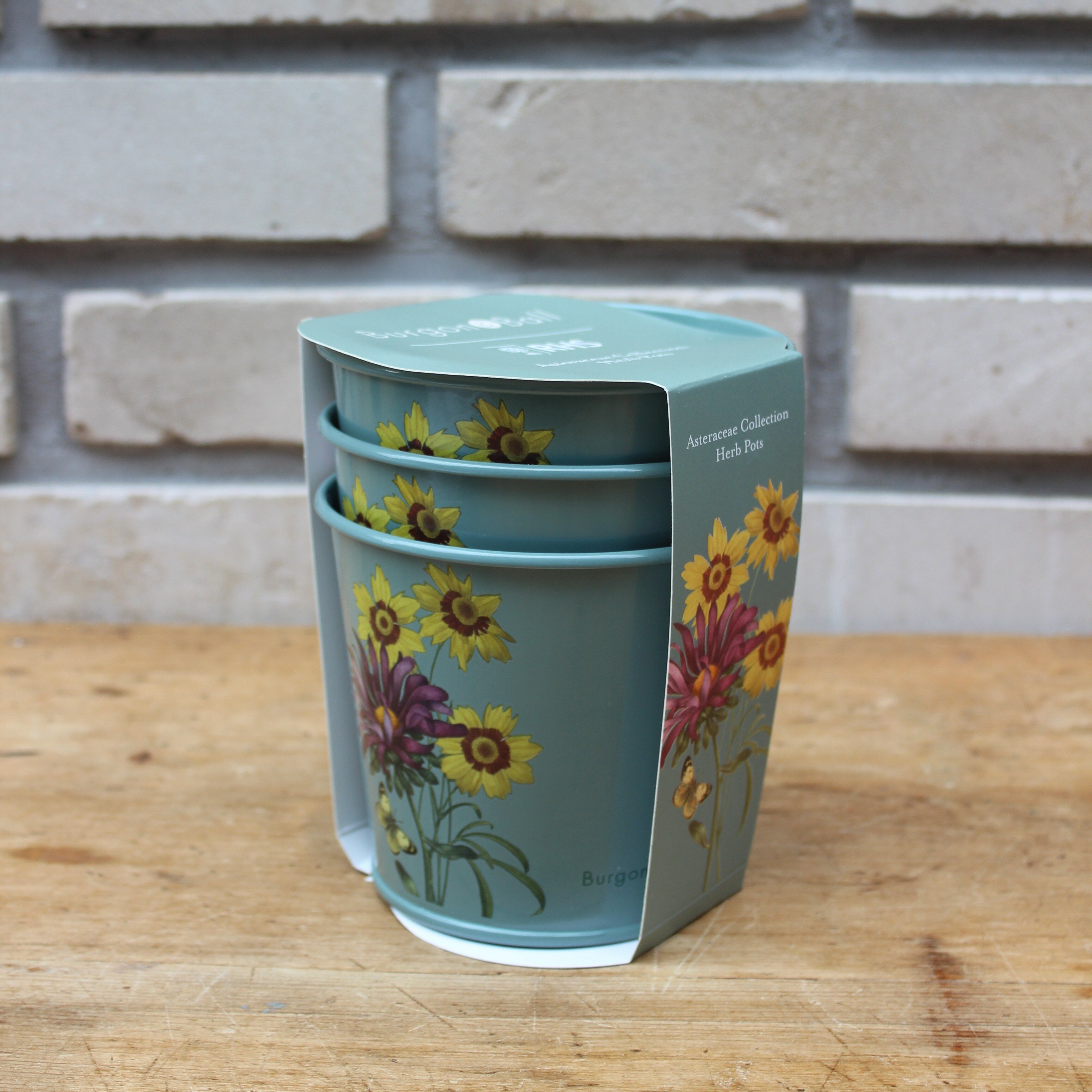 [현대백화점] 버건앤볼 화분 세트 Asteraceae Herb Pots