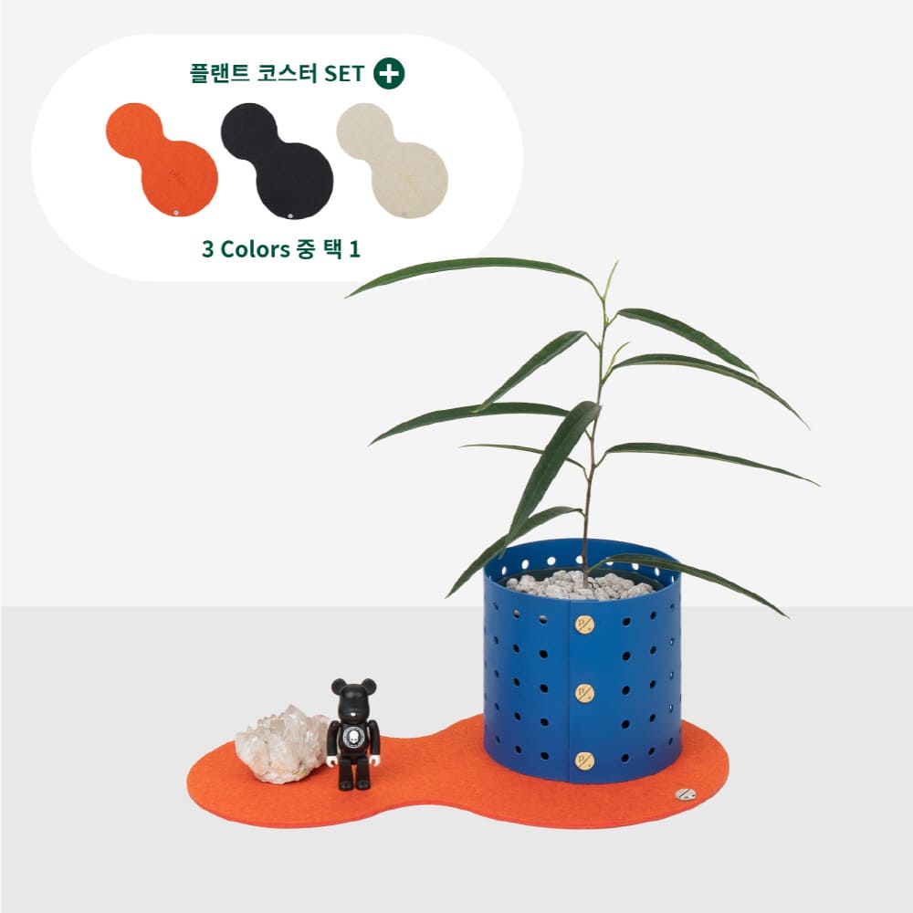 플랫츠 [현대백화점] [H.Point Pay현대백화점카드5%즉시할인~03/29]알리고무나무 + 팟커버(화분커버)도트 XS + 플랜트 코스터 XS +할인쿠폰
